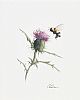 THISTLE & BEE by Lawrence Chambers at Ross's Online Art Auctions