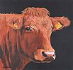 COW ON BLACK by Ronald Keefer at Ross's Online Art Auctions