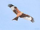 RED KITE, SCOTLAND by Marion White at Ross's Online Art Auctions