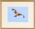 RED KITE, SCOTLAND by Marion White at Ross's Online Art Auctions