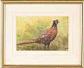 PHEASANT by E. Tomkins at Ross's Online Art Auctions