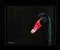 BLACK SWAN by John Fairfield at Ross's Online Art Auctions