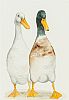 TWO INDIAN RUNNER DUCKS by L. Guy at Ross's Online Art Auctions