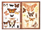 FIVE BOXES OF INSECT SPECIMENS at Ross's Online Art Auctions