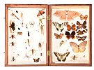 FIVE BOXES OF INSECT SPECIMENS at Ross's Online Art Auctions