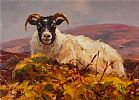 RAM IN THE GLENS by Donal McNaughton at Ross's Online Art Auctions