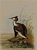 GREAT CRESTED GREBE AT THE WATERS EDGE by David M. Stevens at Ross's Online Art Auctions