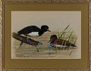 TUFTED DUCKS by David M. Stevens at Ross's Online Art Auctions