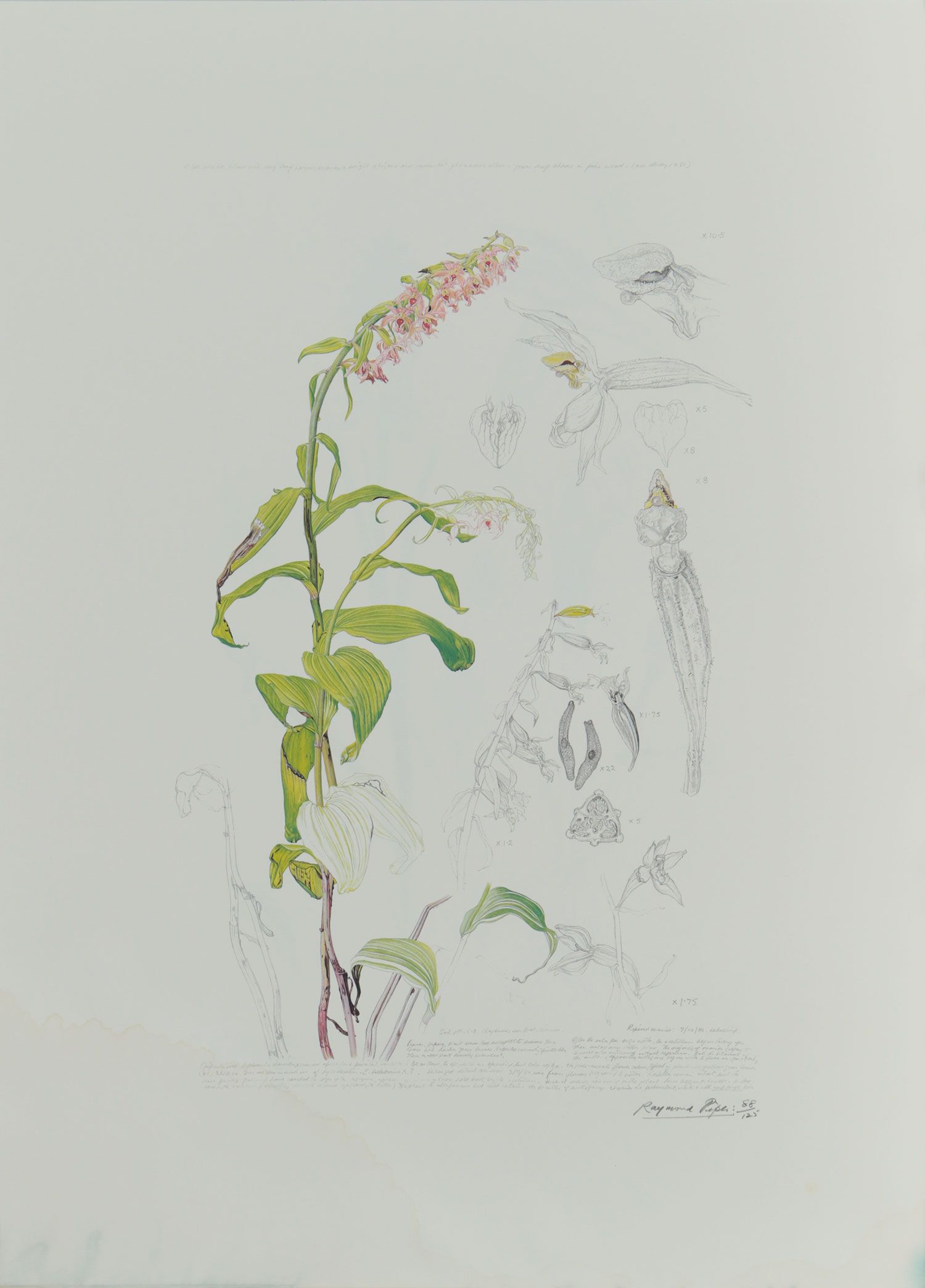 THREE IRISH ORCHIDS by Raymond Piper RUA at Ross's Online Art Auctions