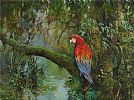 PARROTS by Norman R. Coker at Ross's Online Art Auctions