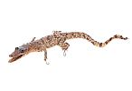 TAXIDERMY CROCODILE & FISH at Ross's Online Art Auctions