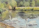 SWANS ON THE LAGAN by D. Reid at Ross's Online Art Auctions