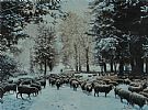 DRIVING SHEEP, WINTER by Ted Jones at Ross's Online Art Auctions