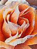 ROSE II by Majella Kervick at Ross's Online Art Auctions