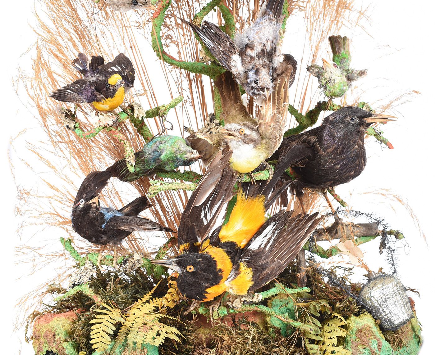 VICTORIAN CASED BIRD SPECIMEN at Ross's Online Art Auctions