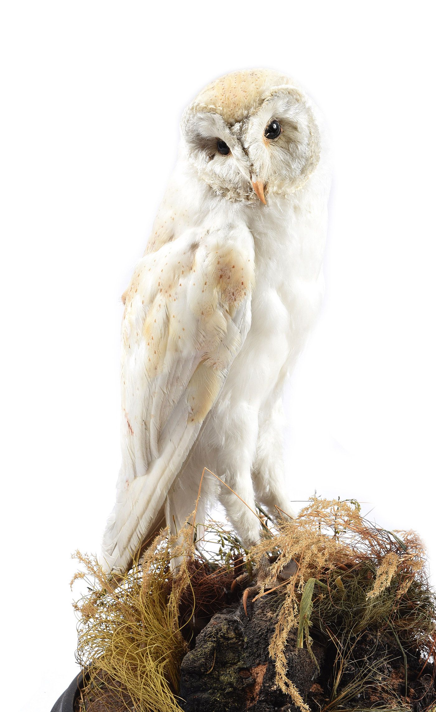 CASED BIRD SPECIMEN at Ross's Online Art Auctions