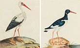 WILD BIRDS by English School at Ross's Online Art Auctions