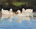 DUCKS AT HILLSBOROUGH by Donna Crawshaw at Ross's Online Art Auctions