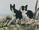 BORDER COLLIES by Stephen Townsend at Ross's Online Art Auctions