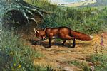 THE WILD FOX by Julian Friers RUA at Ross's Online Art Auctions