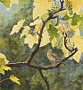 SYLVAN SONGSTER, WOODWARBLER by Roy Gaston at Ross's Online Art Auctions