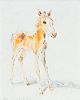 YOUNG FOAL by Con Campbell at Ross's Online Art Auctions