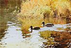 EARLY MORNING MALLARD by Roy Gaston at Ross's Online Art Auctions
