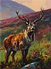HIGHLAND STAG by Donal McNaughton at Ross's Online Art Auctions