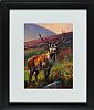 HIGHLAND STAG by Donal McNaughton at Ross's Online Art Auctions