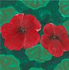 RED GERANIUMS by Stephen McFarlane at Ross's Online Art Auctions