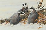 BADGERS IN THE SNOW by Neil Cox at Ross's Online Art Auctions