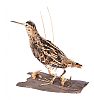 BIRD SPECIMEN at Ross's Online Art Auctions