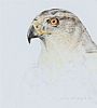 PEREGRINE FALCON by Con Campbell at Ross's Online Art Auctions