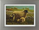 SHEEP IN THE GLENS by Keith Glasgow at Ross's Online Art Auctions